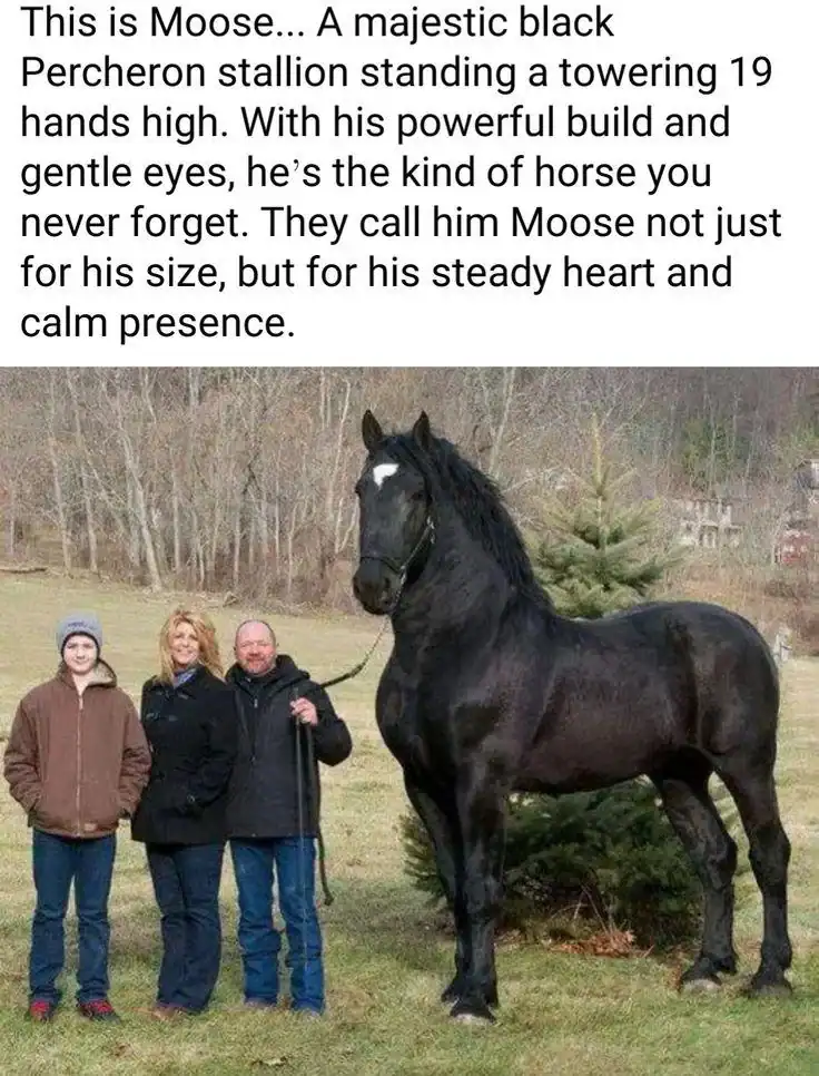 Massive black Percheron stallion named Moose standing next to three people for size comparison outdoors.