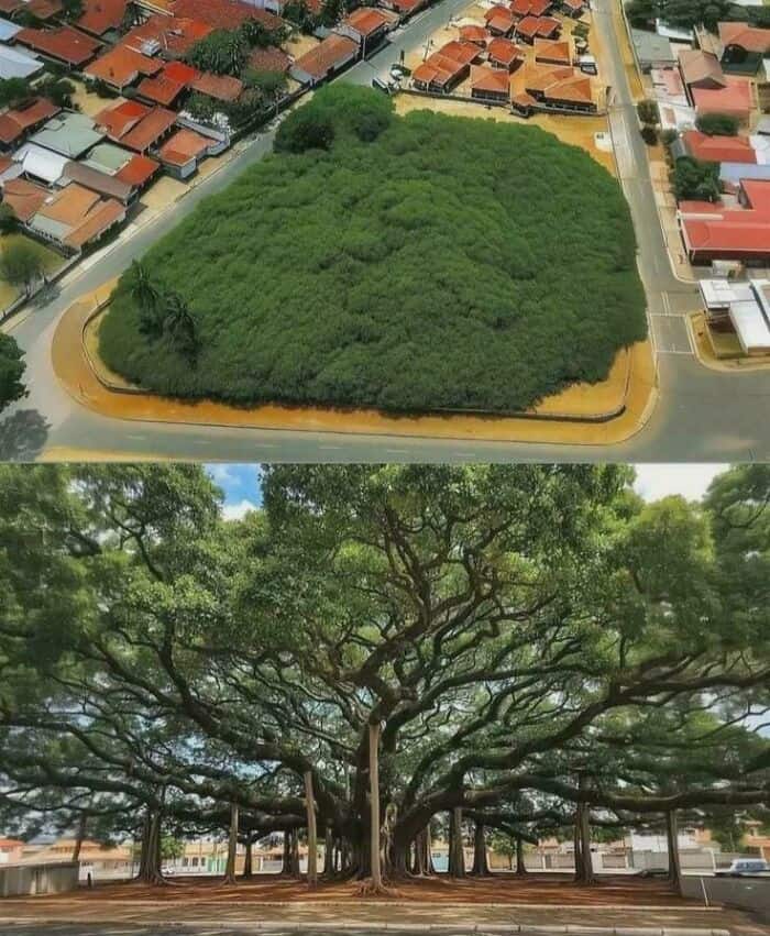 Aerial and ground views of the world's largest cashew tree covering an entire city block.