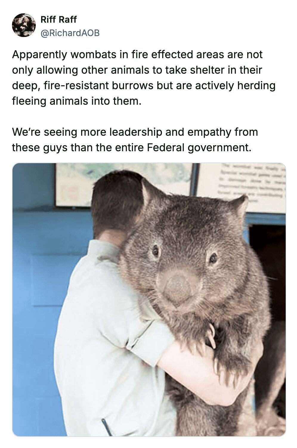 Large fluffy wombat being held by a wildlife rescuer highlighting its surprising and impressive size.