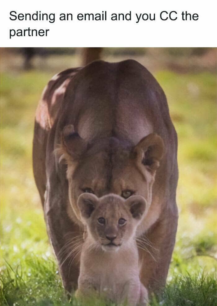 Lioness walking behind her cub representing a partner being CC'd on a professional email.