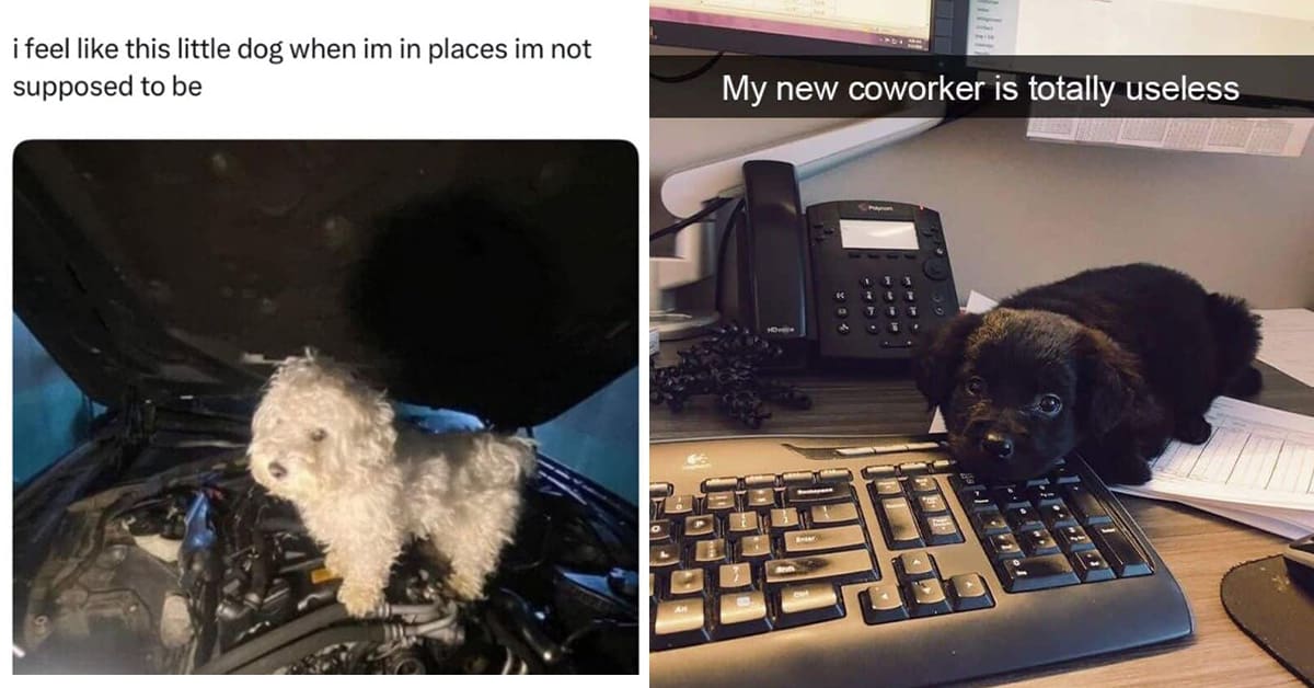 A compilation of the best animal meme entries featuring a "Will Bite" puppy, a pregnant squirrel, and other memes of tiny animals.