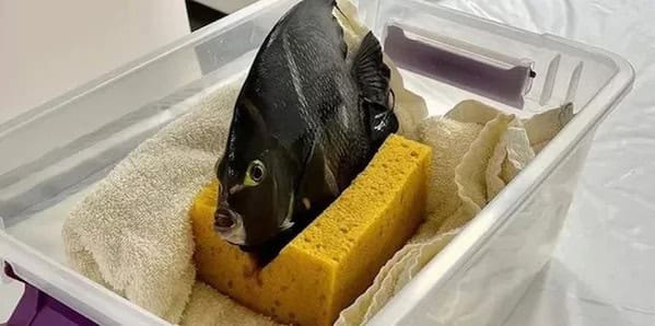 A large black fish held upright in a plastic container by two yellow sponges.
