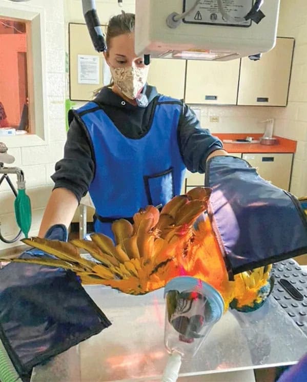 A veterinarian wearing a lead apron and mask positioning a large macaw for imaging.