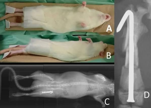 Multiple views and X-ray results of a white lab rat being prepared for a scan.