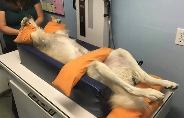 A large dog lying on its back in a padded blue trough for a veterinary scan.