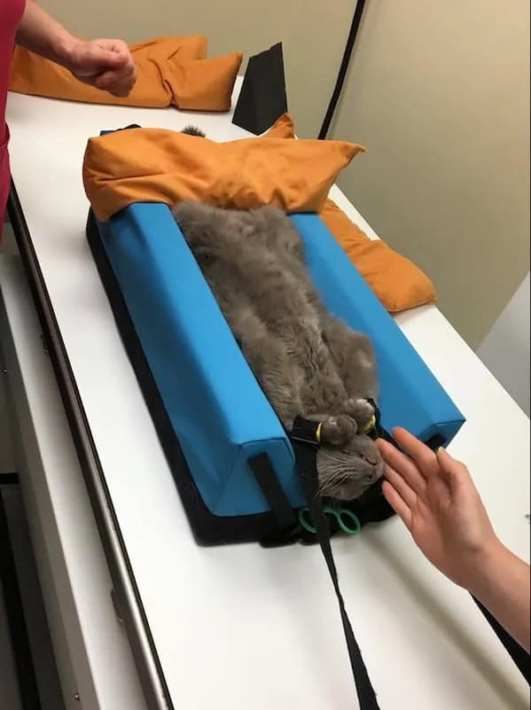 A fluffy grey cat strapped securely into a blue positioning cradle for a medical X-ray.