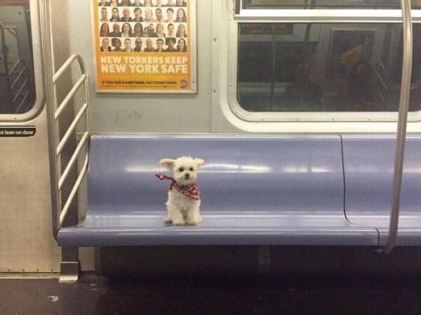 A polite animals on public transport moment featuring a small white dog in a bandana sitting alone on a blue subway bench.