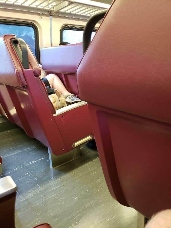 A cozy animals on public transport moment capturing a bunny rabbit fast asleep on a train seat, nestled safely next to its owner's leg.