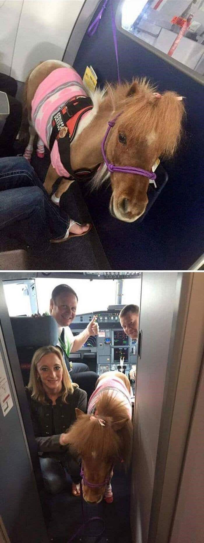 A surprising animals on transit scene featuring a miniature pony service animal standing in an airplane aisle while pilots give a thumbs up.