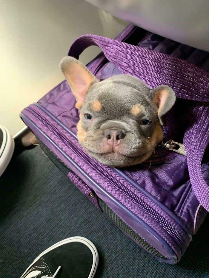 An adorable animals on public transport photo of a French Bulldog puppy's head poking out of a purple travel carrier on the floor.