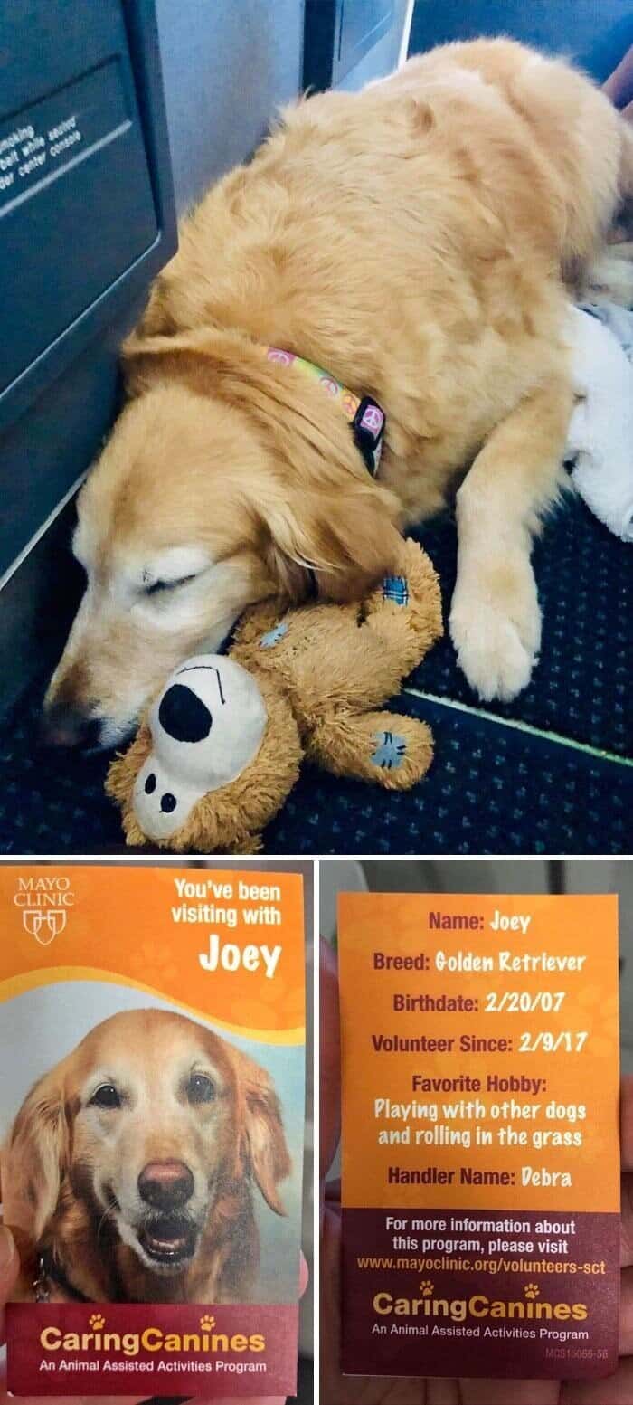 A tired animals on transit Golden Retriever therapy dog named Joey sleeping soundly on the floor, cuddling his own stuffed toy dog.