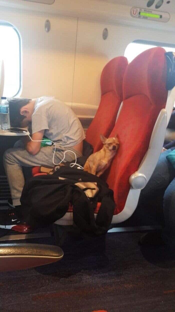 A funny animals on transit scene where a Chihuahua stays alert on a train seat while its human companion sleeps against the window.