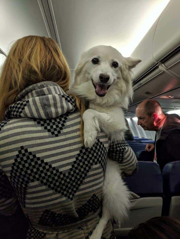 A happy animals on transit moment where a large white dog is being carried like a baby down the aisle of a crowded airplane.