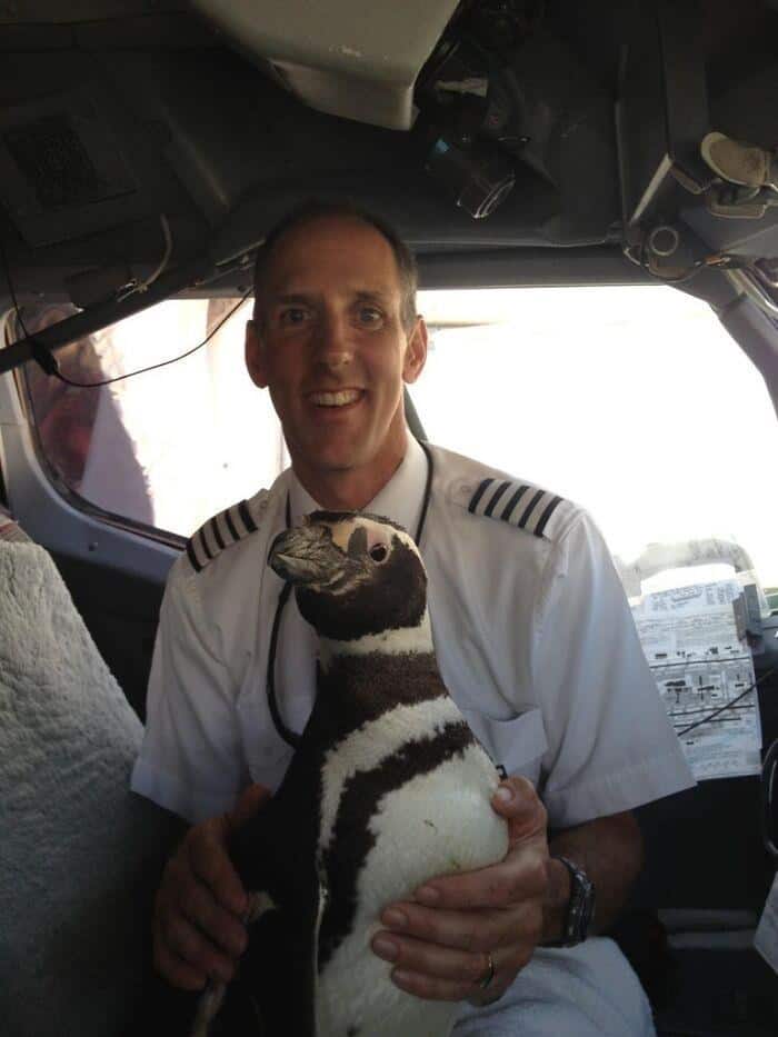 An unexpected animals on public transport sighting of a pilot holding a live penguin in the cockpit of an airplane.