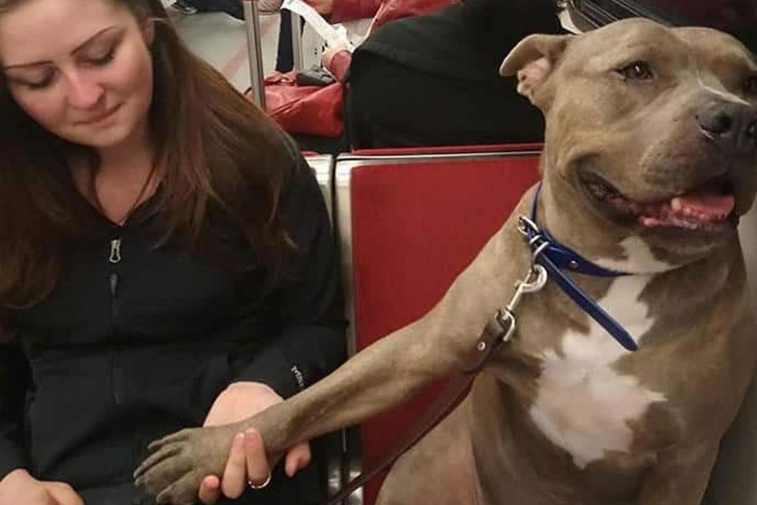 Animals on public transport compilation: A collage featuring a pilot holding a penguin in the cockpit, a llama standing casually on a commuter train, and a miniature pony greeting pilots on an airplane.