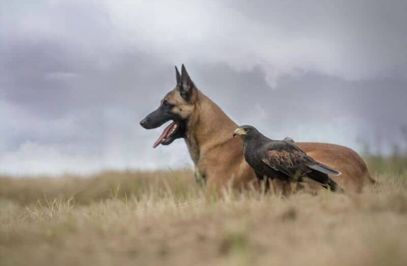 Majestic Belgian Malinois dog sitting in a field alongside a large hawk perched in the grass.