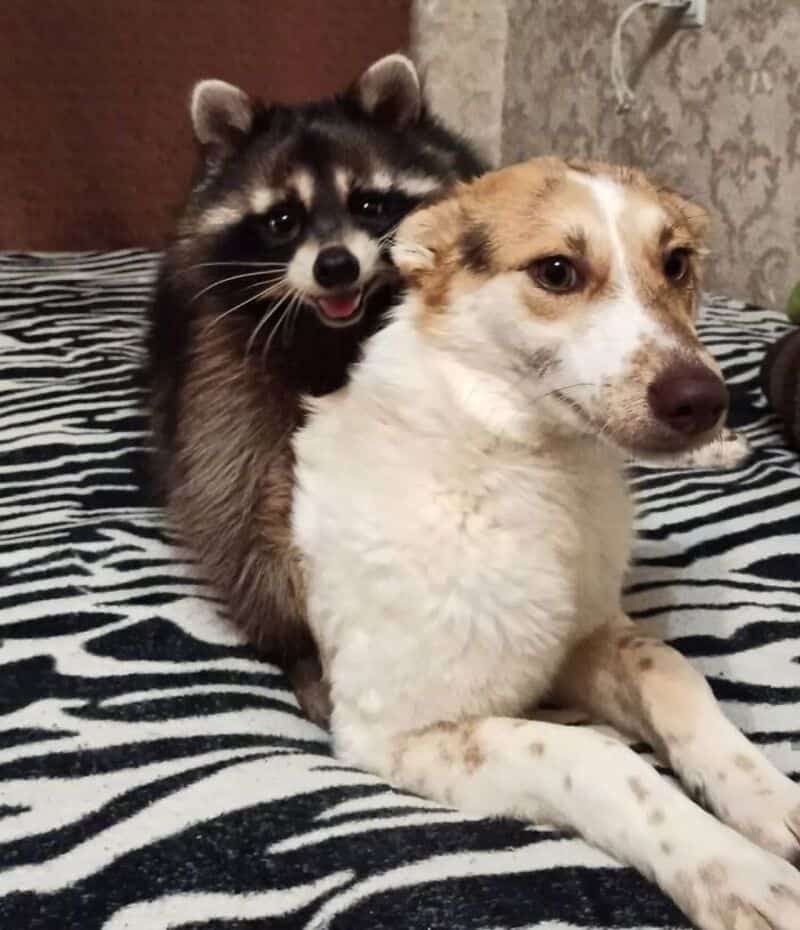 Happy raccoon hugging a smiling white and brown dog while sitting on a zebra-print blanket.