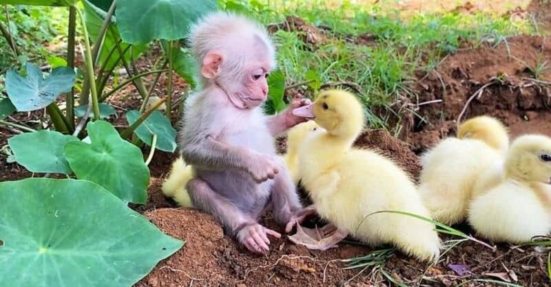 Small baby monkey sitting on the ground gently touching the beak of a yellow duckling.