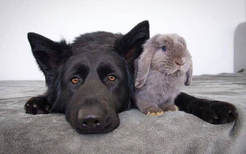 Black German Shepherd resting its chin on a bed next to a fluffy grey lop-eared rabbit.