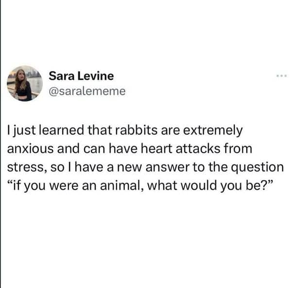 Relatable antisocial meme about rabbits being anxious animals that can have heart attacks from stress.