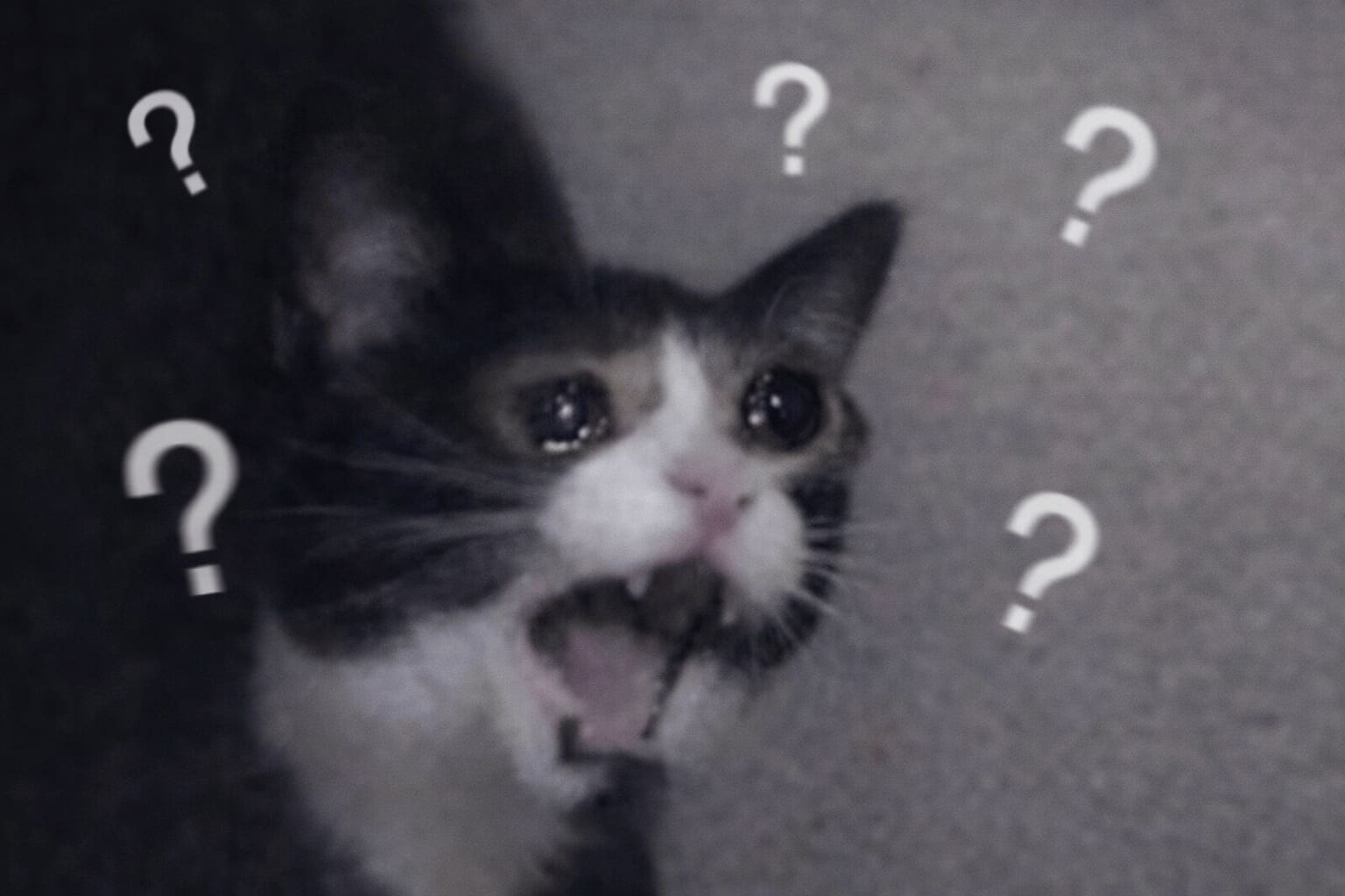 Anxiety meme compilation: A collage featuring a sad My Little Pony logo remade as "My Little Panic Attack", an angry possum fiercely protecting its garbage from a therapist's lifestyle changes, and Bart Simpson desperately writing "don't overthink it" on a chalkboard.