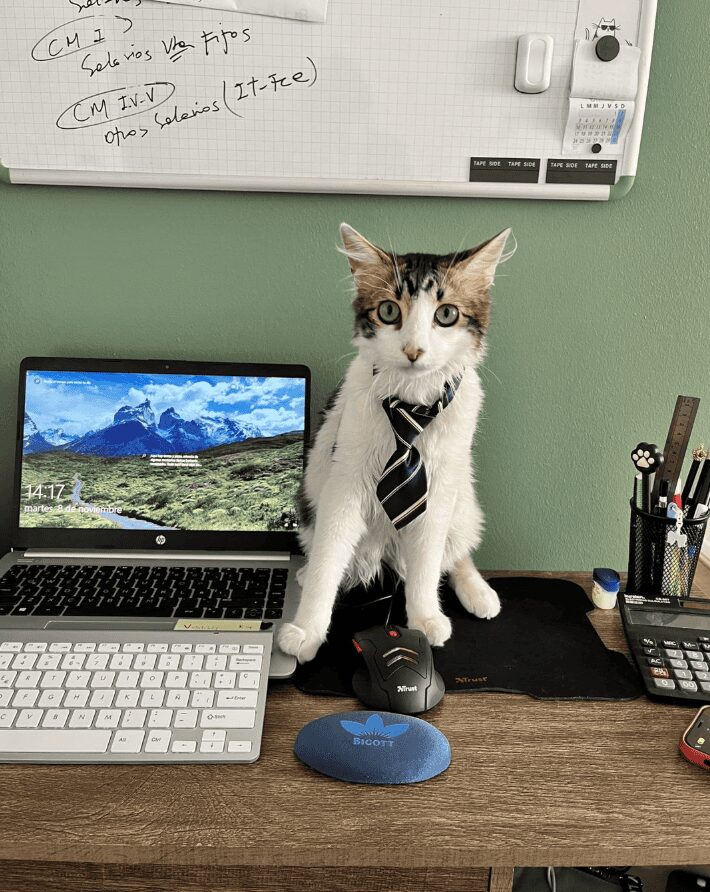 Calico cat wearing a striped necktie sitting at a desk with a laptop and mouse.
