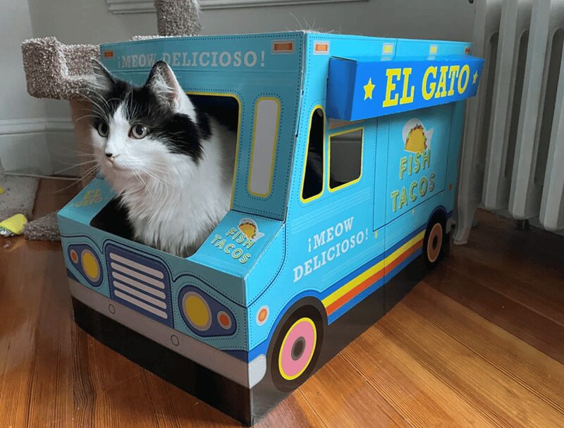 Fluffy black and white cat peering out from a blue cardboard taco truck playhouse.