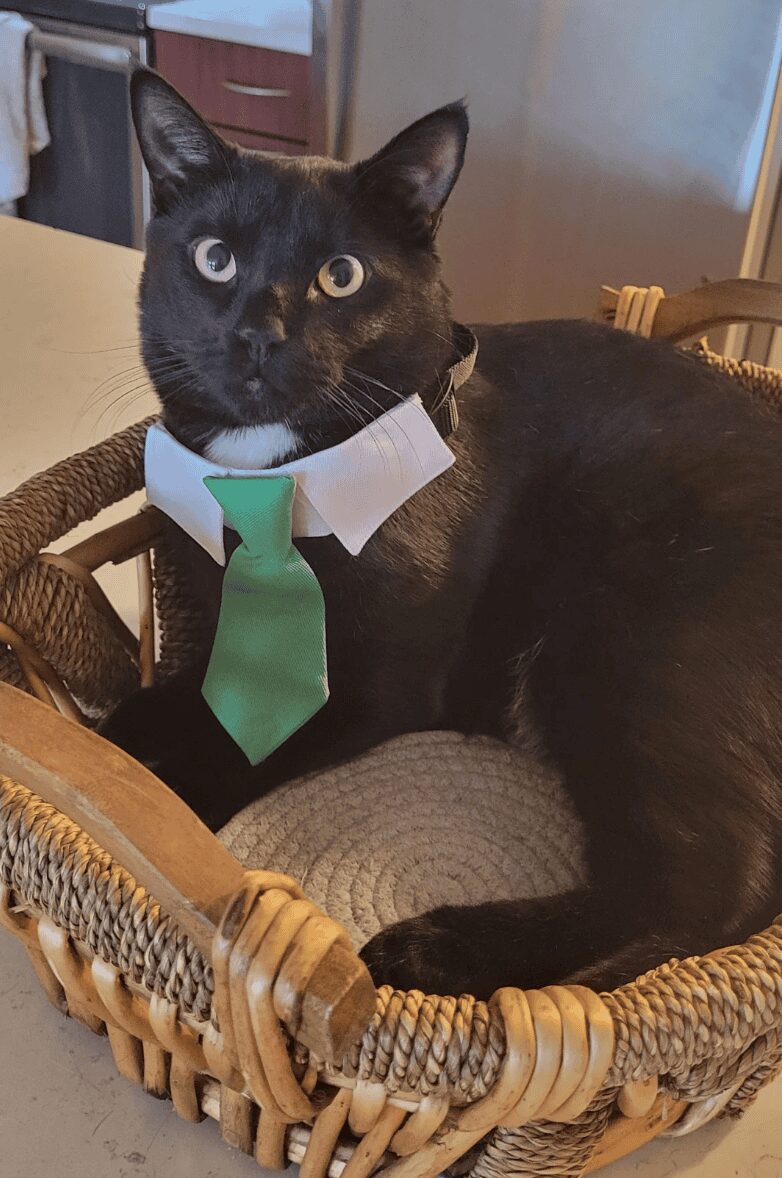 Black cat with a white chest patch wearing a green necktie while sitting in a basket.