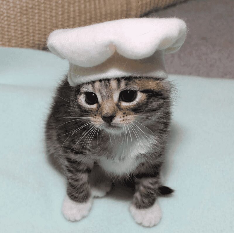 Small tabby kitten wearing a white plush chef's hat looking downward on a blue surface.