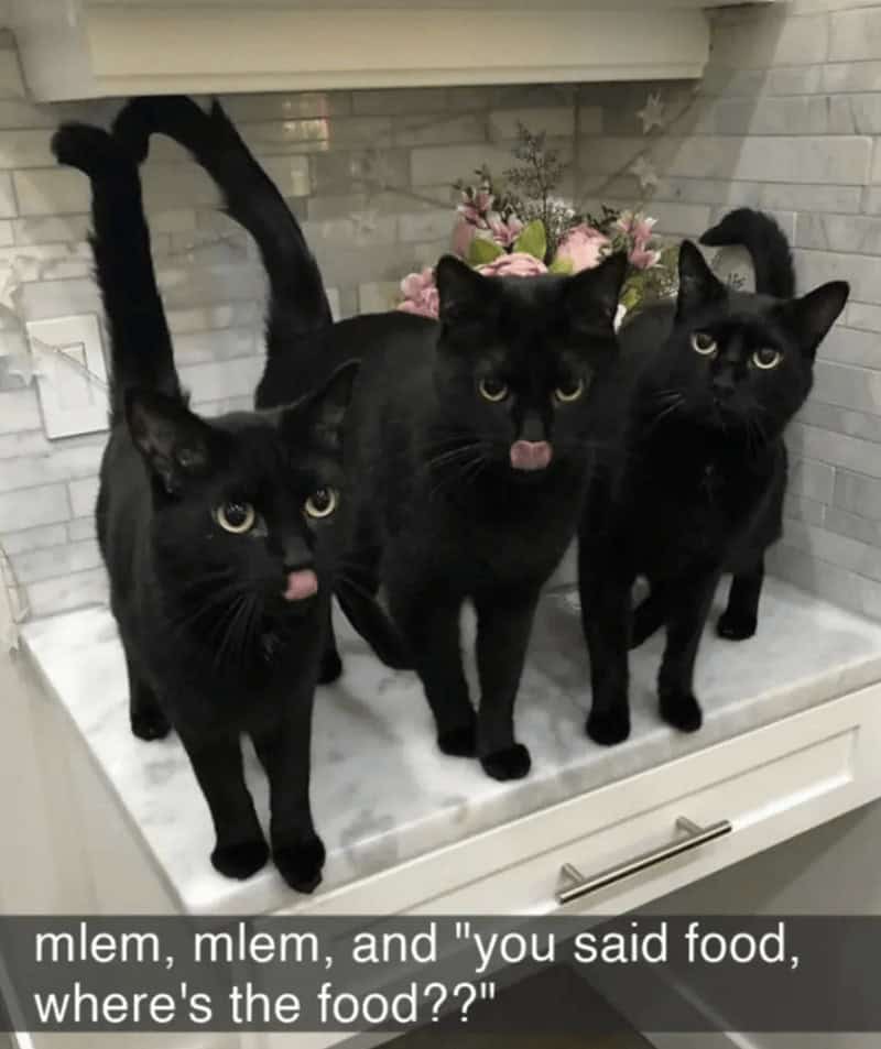 A fantastic finale to these funny cat snaps showing three intense black cats standing on a kitchen counter, with two simultaneously doing a "mlem" tongue blep while aggressively waiting for their promised food.