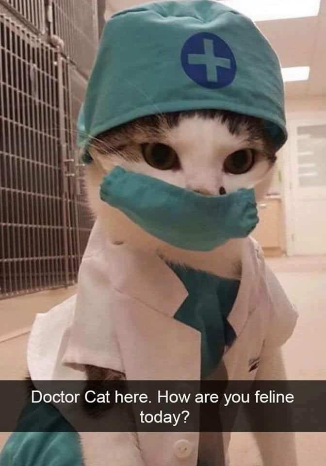 A pun-filled entry in cat snapchats featuring an adorable cat wearing a tiny medical scrub outfit, surgical cap, and face mask, asking the classic joke, "Doctor Cat here. How are you feline today?".