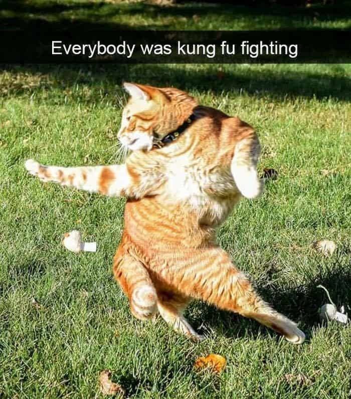 A brilliantly timed action shot among funny cat snaps showing an orange tabby cat standing on its hind legs in the grass, striking a perfect martial arts pose captioned "Everybody was kung fu fighting".