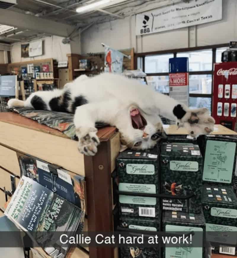 A classic workplace entry in cat snapchats showing a shop cat named Callie sprawled entirely upside down on a display counter, yawning widely while sarcastically labeled "hard at work!".