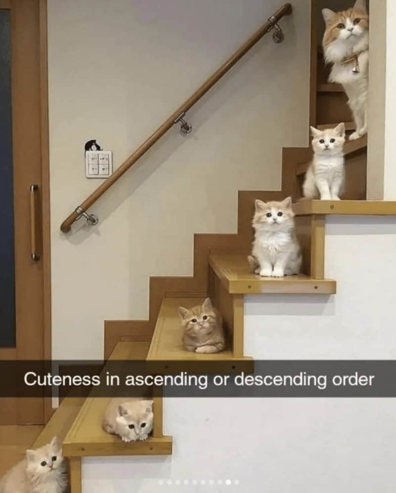A perfectly organized masterpiece of cat snapchats featuring exactly five fluffy orange and white kittens resting neatly on five consecutive wooden stair steps to create "Cuteness in ascending or descending order".