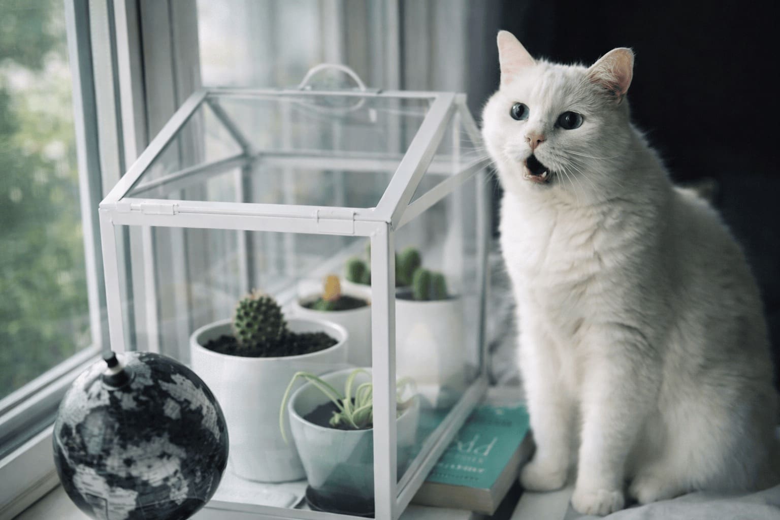 Cat snapchats compilation: A collage featuring an orange cat calmly walking away from a raging bonfire in the snow, five fluffy kittens perfectly aligned on consecutive stair steps, and an adorable cat wearing tiny medical scrubs and a face mask.