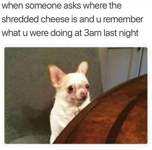 A cheese meme of a tiny Chihuahua peeking over a table, representing the feeling of remembering shredded cheese at 3 AM.