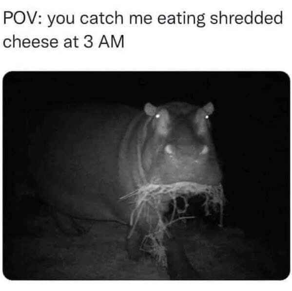 A night-vision cheese meme of a hippo with grass in its mouth, representing being caught eating shredded cheese at 3 AM.