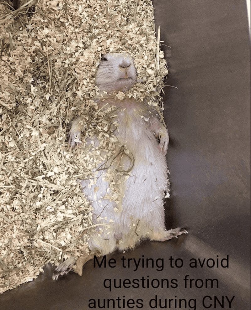 A relatable Lunar New Year meme featuring a hamster desperately burying itself in sawdust to represent "trying to avoid questions from aunties" during family gatherings.
