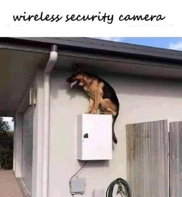 A classic meme visual pun showing a German Shepherd dog perched precariously on a wall-mounted utility box, labeled as a wireless security camera.