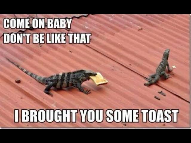A wholesome old meme featuring a lizard on a roof holding a slice of bread, captioned like a pleading partner: "Come on baby... I brought you some toast."