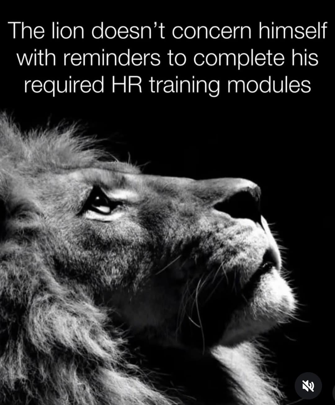A corporate humor classic meme featuring a lion to joke that apex predators do not care about completing mandatory HR training modules.