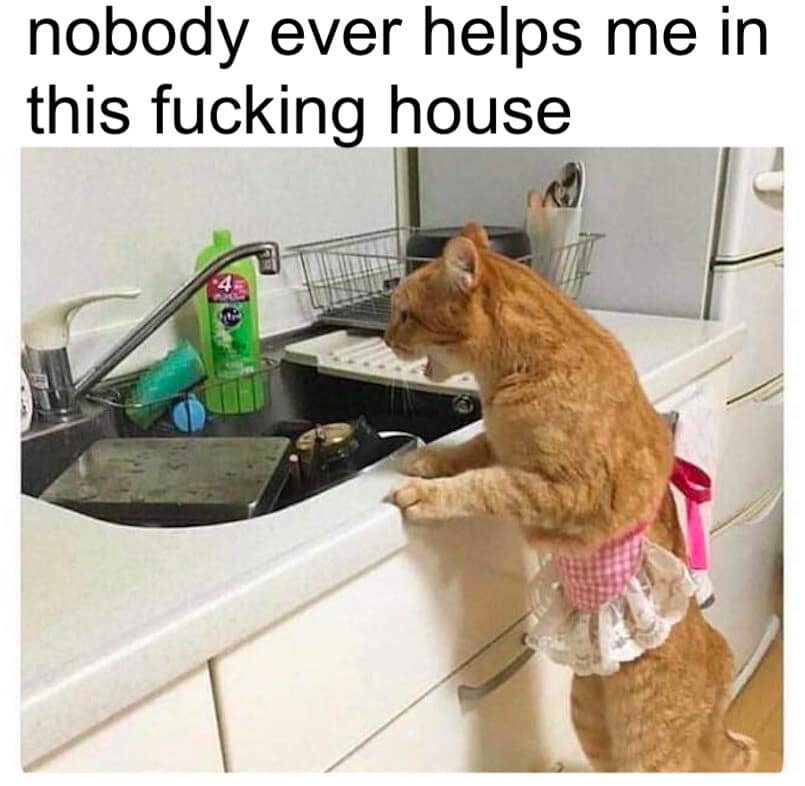 A relatable classic meme featuring a cat standing on its hind legs at a sink full of dishes, screaming "nobody ever helps me in this fucking house."