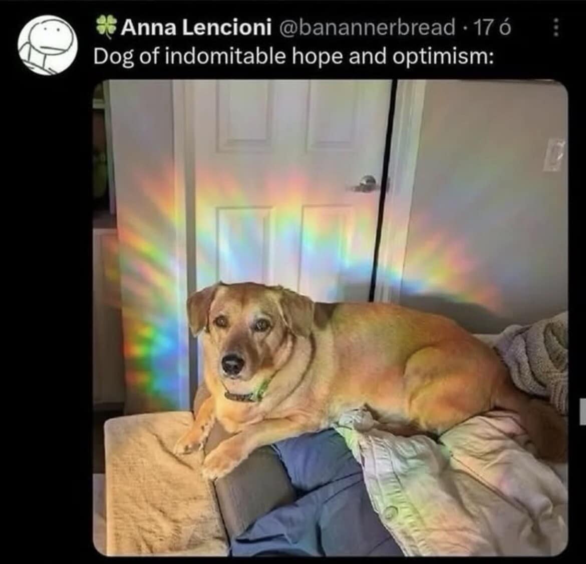 A wholesome vintage meme featuring a golden dog sitting on a couch with a beautiful, glowing rainbow reflected directly over its head, dubbed the "Dog of indomitable hope and optimism."