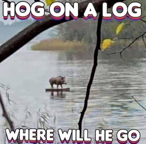 A surreal old meme showing a wild boar drifting on a piece of wood in a lake, captioned with the rhyme HOG ON A LOG WHERE WILL HE GO.