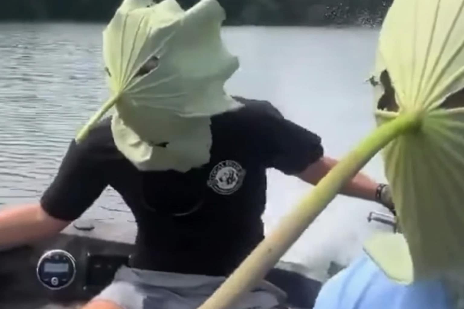 Classic memes compilation: A collage featuring people hiding from mosquitoes using giant leaves, Leonardo DiCaprio confidently pitching a terrible financial idea to Congress, and Ernest Hemingway trying to type with a cat on his desk.