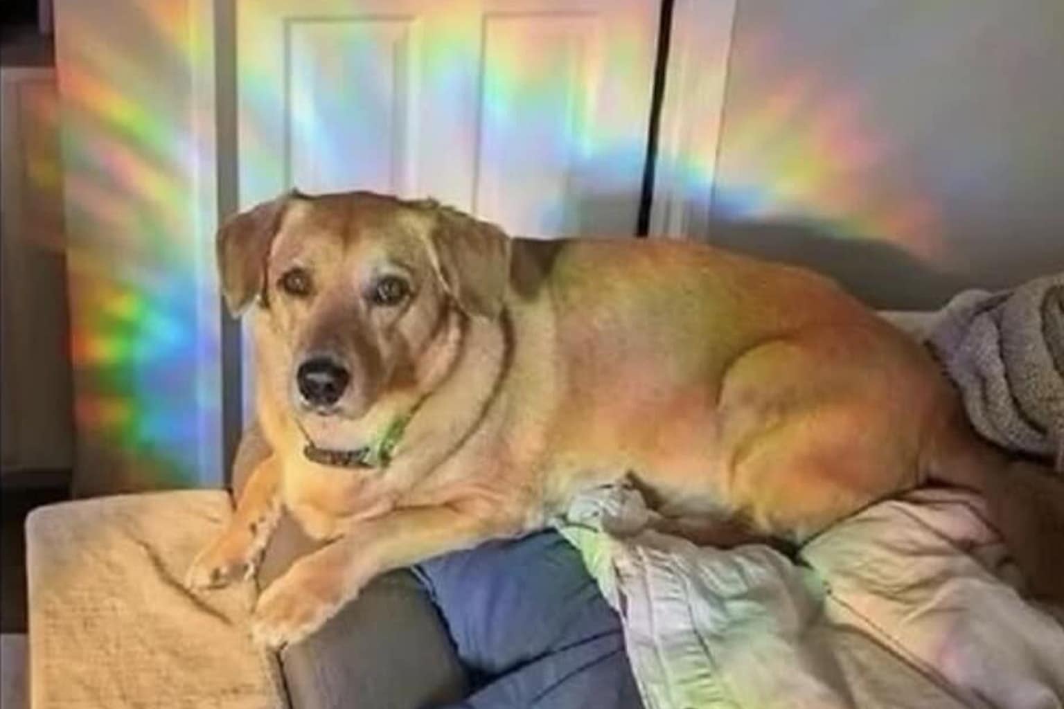 Classic meme compilation: A collage featuring the Borzoi dog wearing a cone like a telecommunications dish, the disastrous text message of Kirby sent to a boss, and the Reddit post about a baby accidentally named "Harlotte."