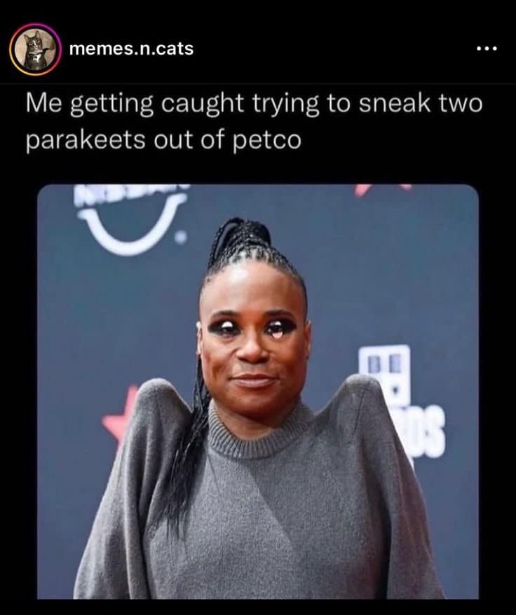 A fashion roast old meme comparing a celebrity's high-shouldered outfit to the look of someone trying to "sneak two parakeets out of petco."
