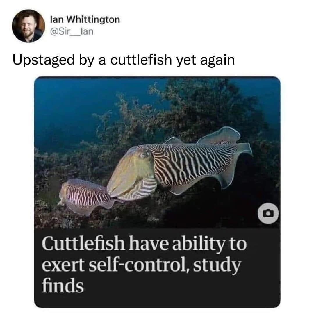 A brilliant self-deprecating old meme showing a news headline about cuttlefish possessing the ability to exert self-control, with a user tragically admitting they have been entirely "upstaged by a cuttlefish yet again" in the discipline department.