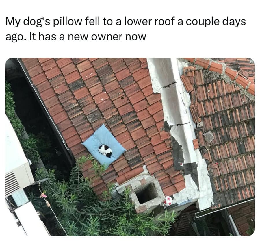 A wholesome and opportunistic old meme showing a dog's blue pillow that accidentally fell onto a lower clay tile roof, which has now been happily claimed by a sleeping black and white stray cat.