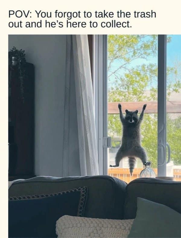A funny classic meme showing a raccoon clinging ominously to a glass door, captioned "POV: You forgot to take the trash out and he's here to collect."